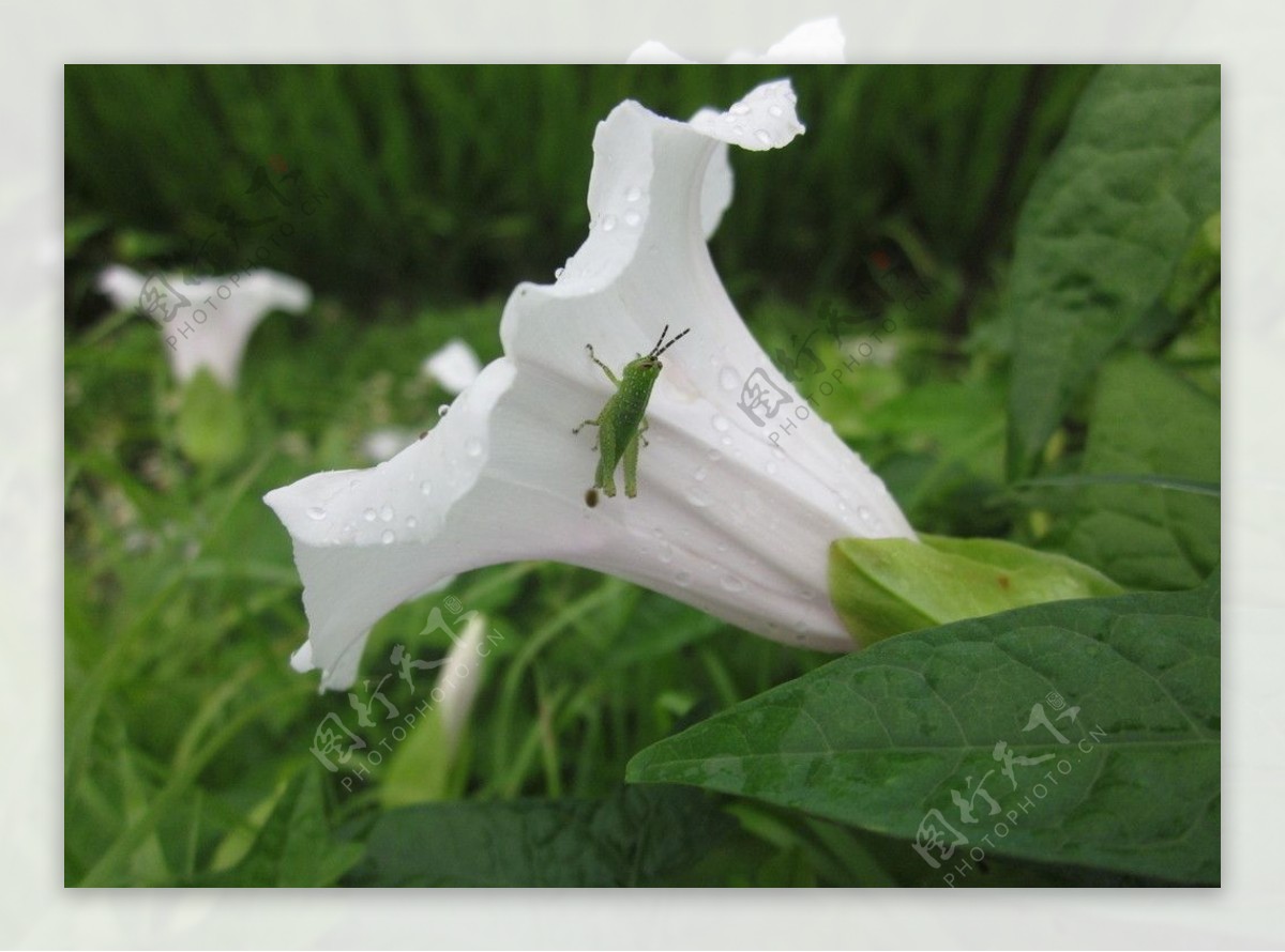 蚱蜢与牵牛花图片