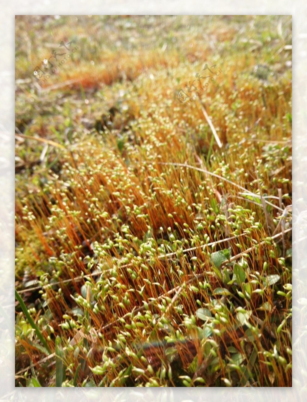 青苔图片