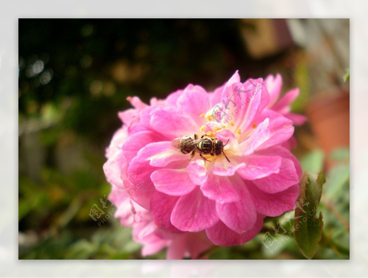 蜜蜂採蜜图片
