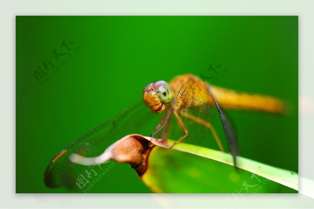 高清蜻蜓图片