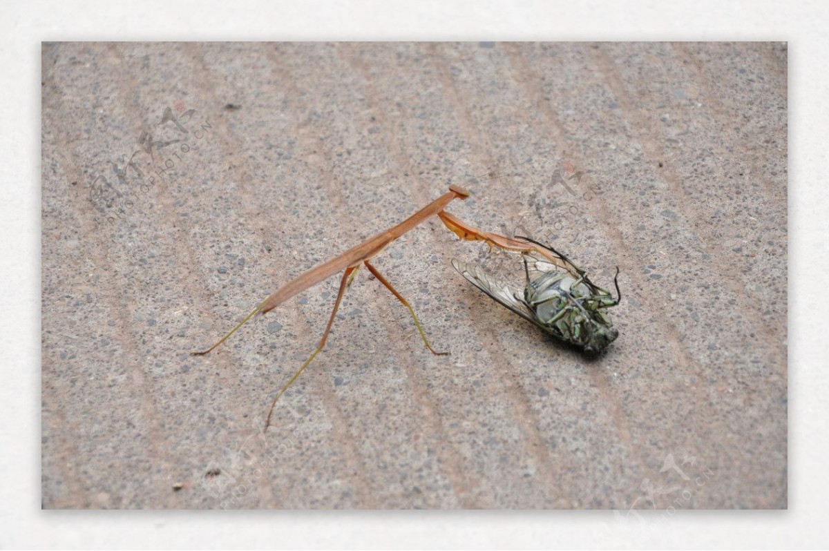 螳螂捕蝉图片