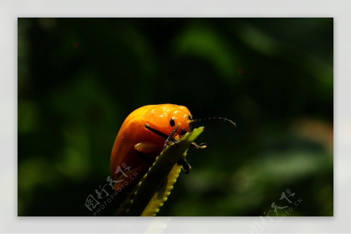 蜡黄甲壳虫图片