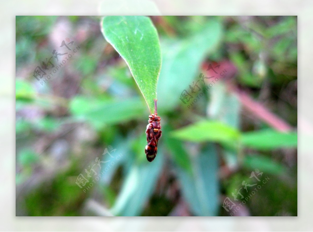 悬吊着的虫子图片