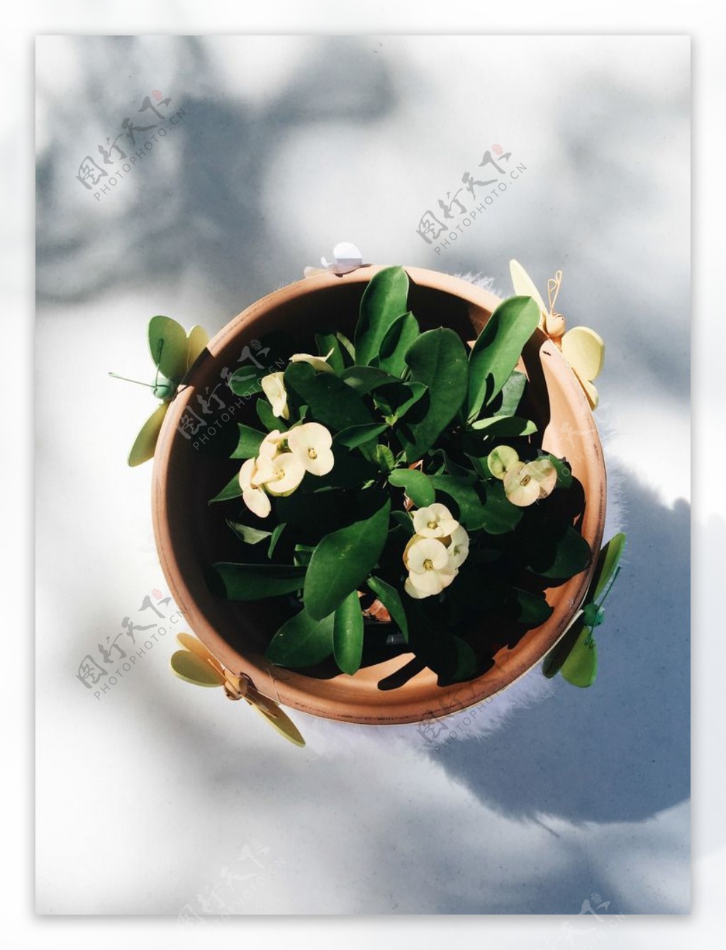 盆栽植物图片