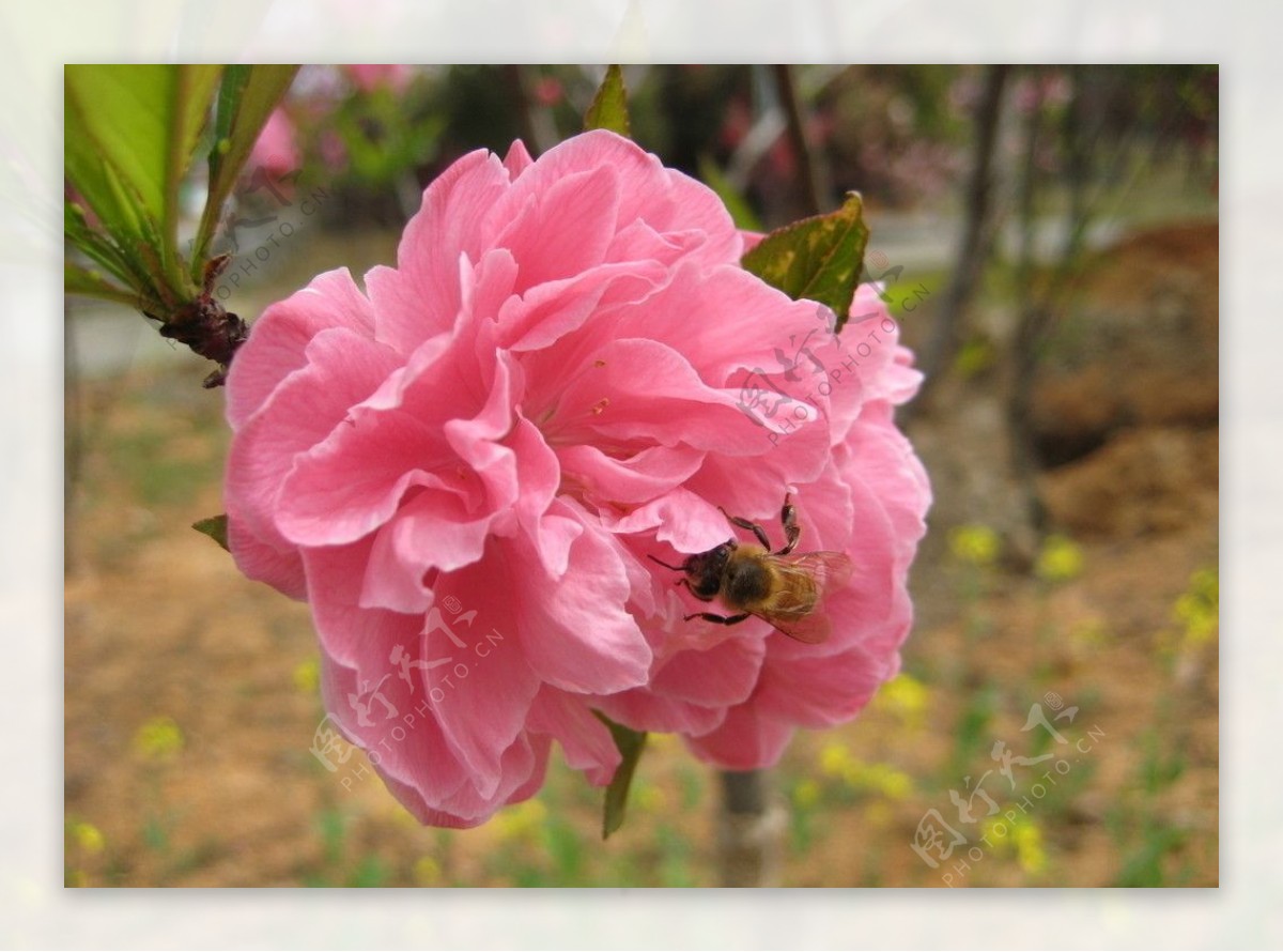 蜜蜂与花图片