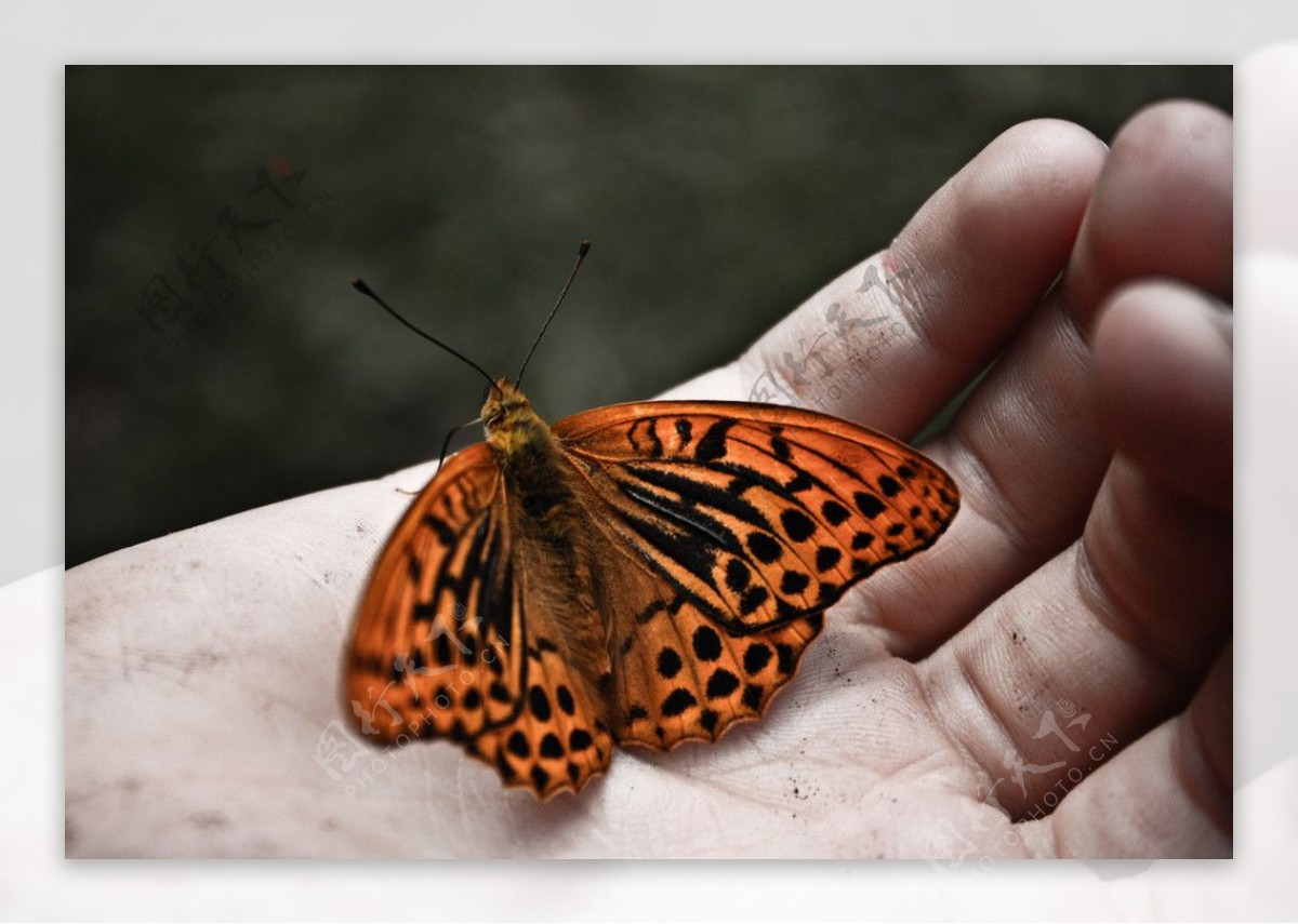 停在手上的美丽蝴蝶图片