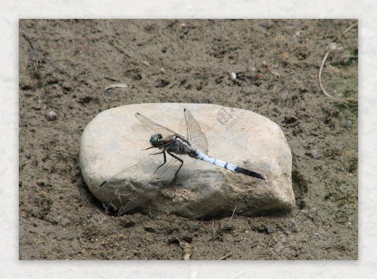 蜻蜓雄性图片