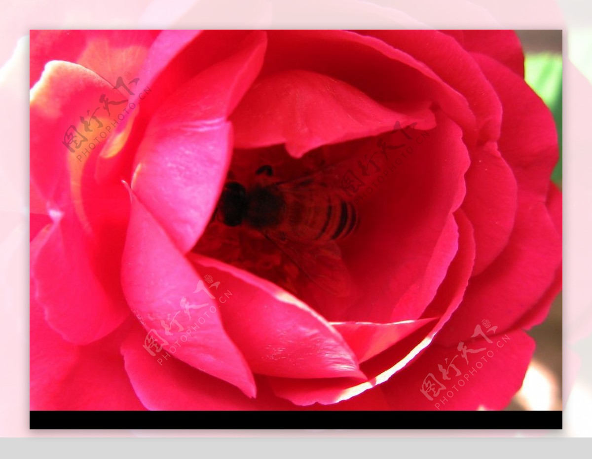 花中的蜜蜂图片