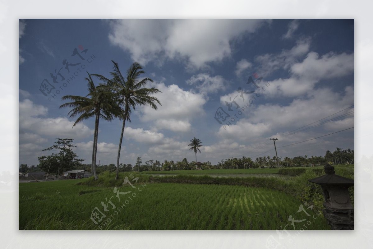 巴厘岛田园风光图片