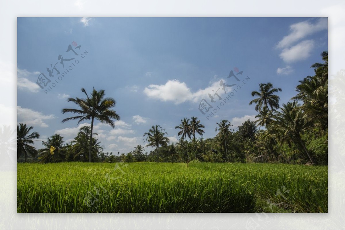 巴厘岛的田园风光图片