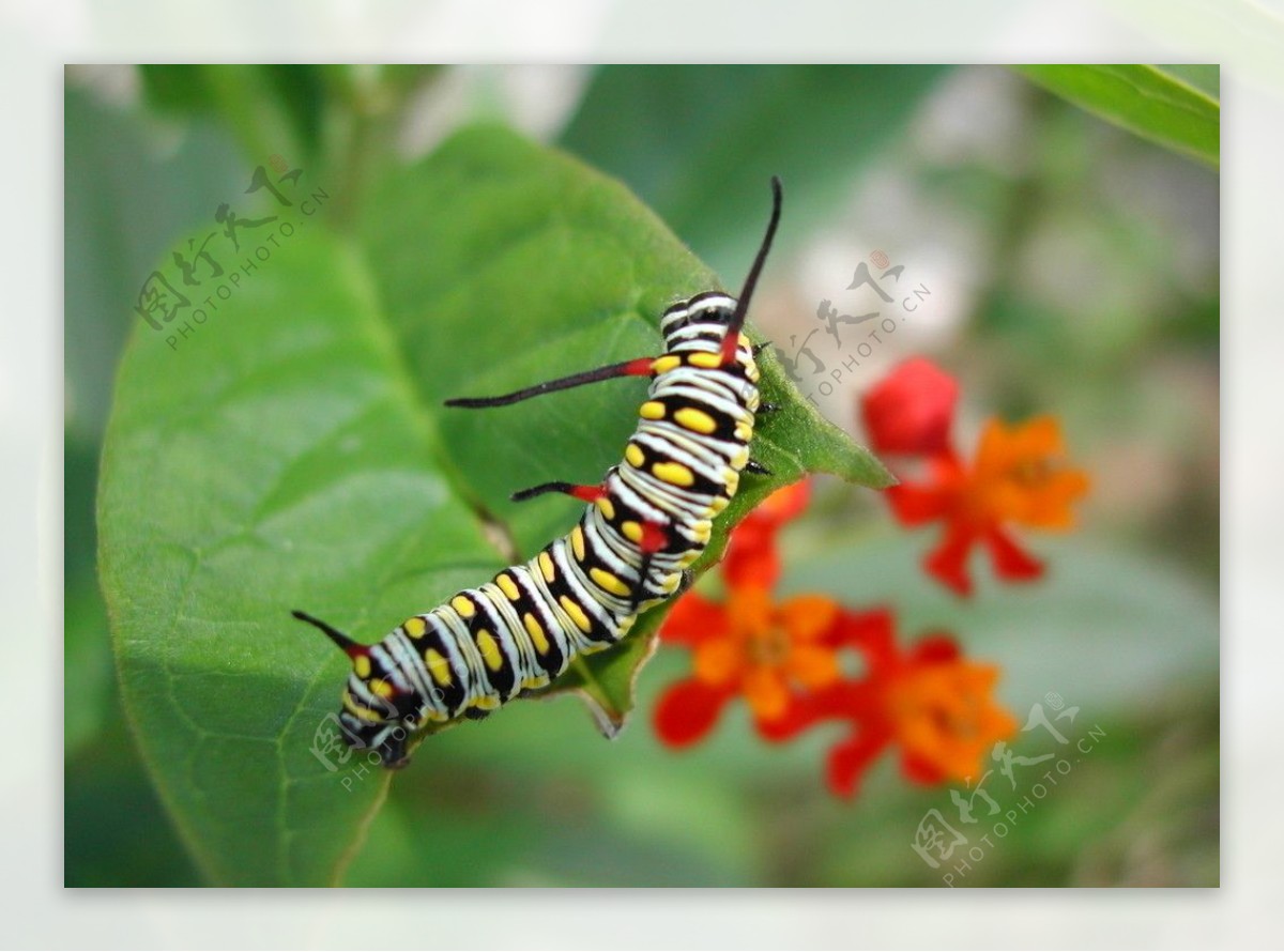 桦斑蝶幼虫图片