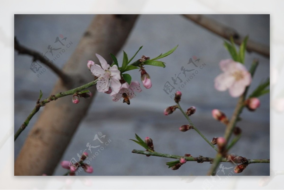 桃花与蜜蜂图片