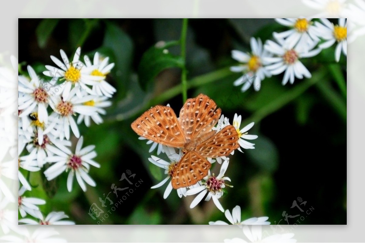 野花与蝴蝶图片