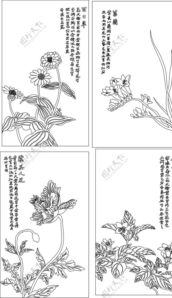 花鸟大全图片