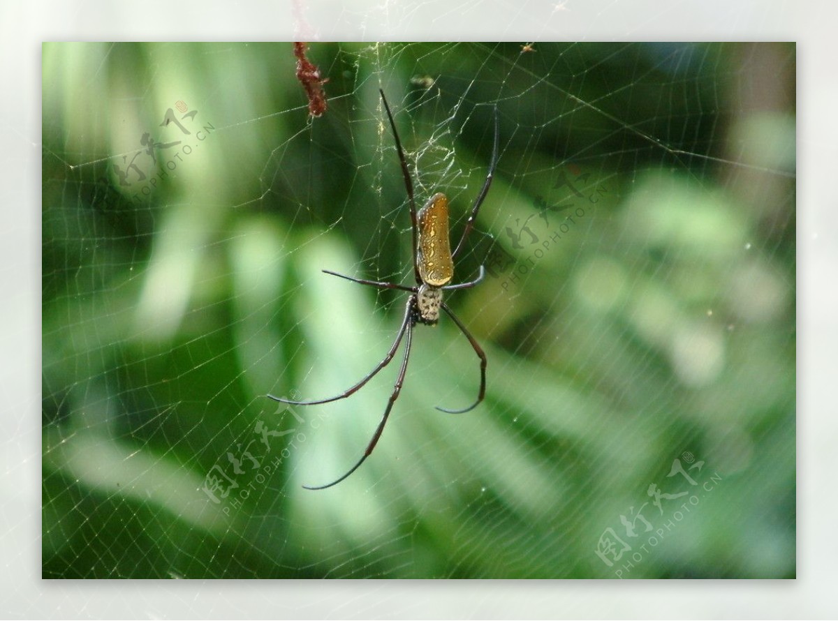 热带蜘蛛特写图片