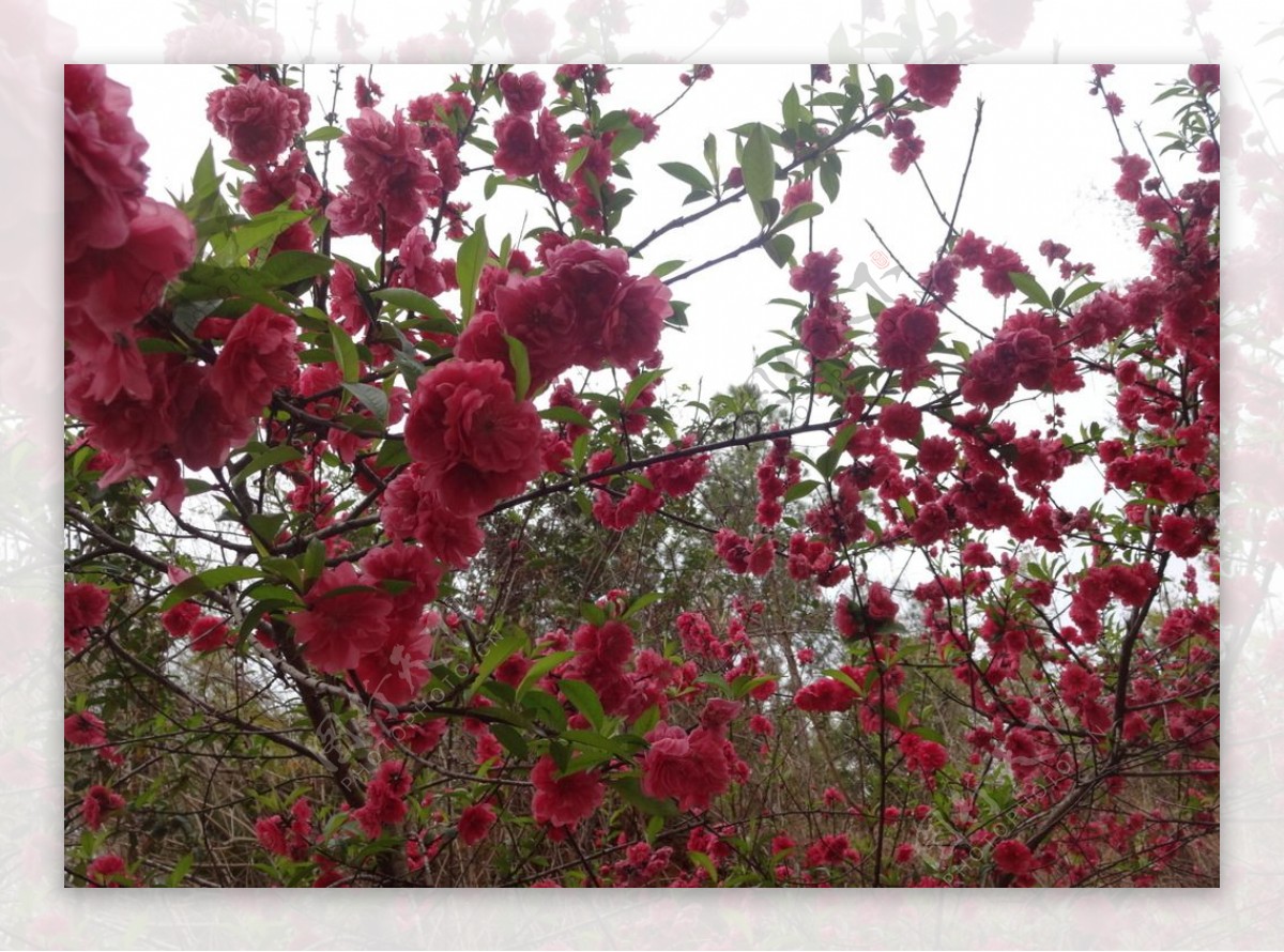 桃花盛开花开美景红色花花卉树枝图片