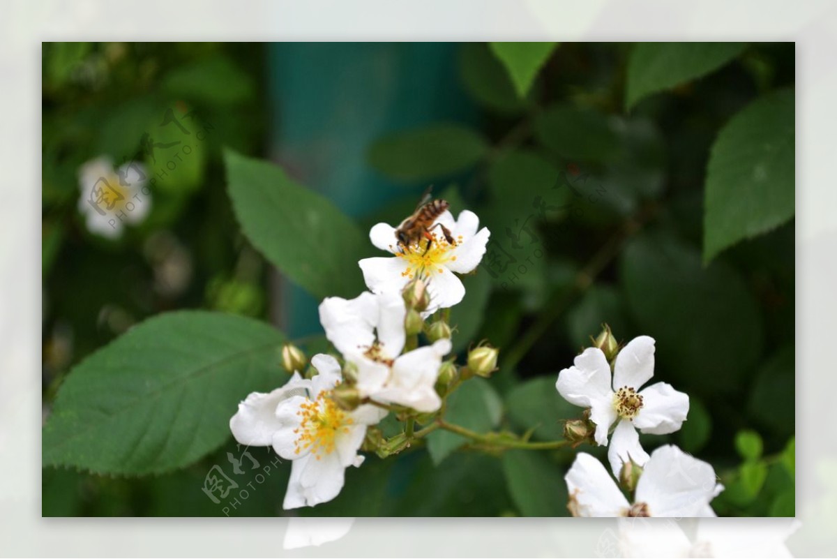 荼蘼花上蜜蜂采蜜图片