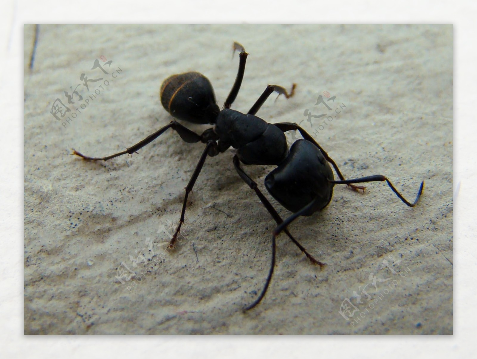 蚂蚁黑蚂蚁图片