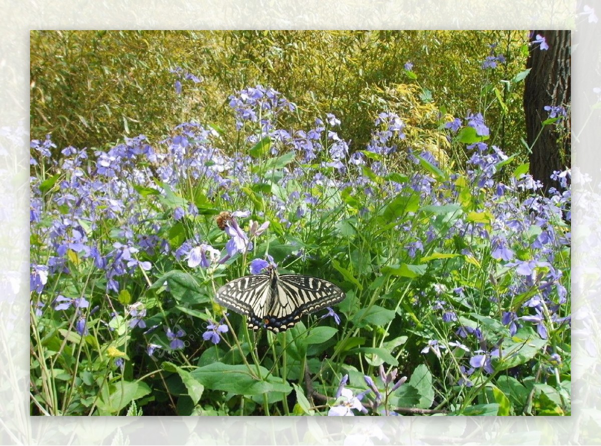 花中蜂蝶图片