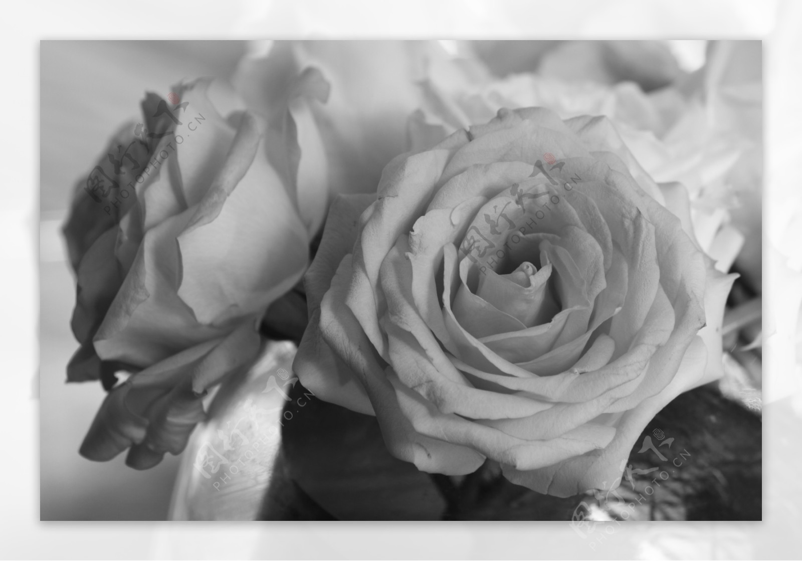 黑白玫瑰花图片素材-编号25575201-图行天下
