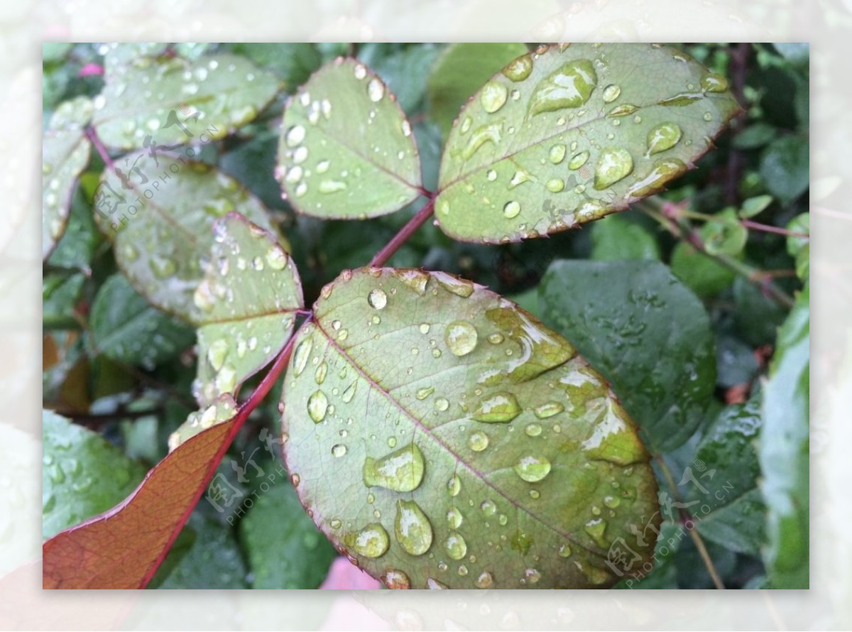 雨中的绿叶图片