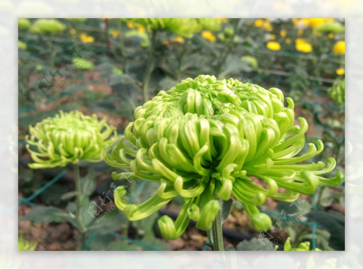 绿色菊花墨菊图片