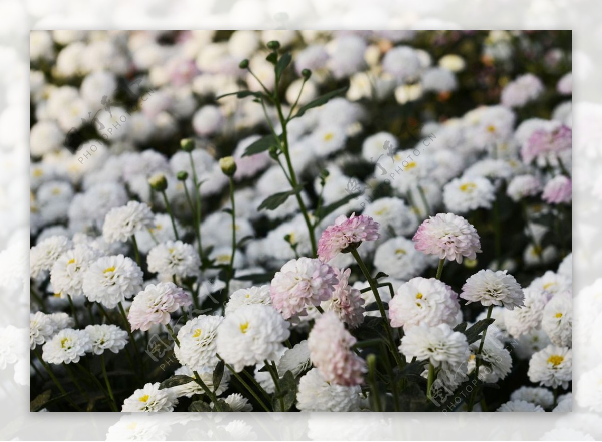 白色菊花海图片