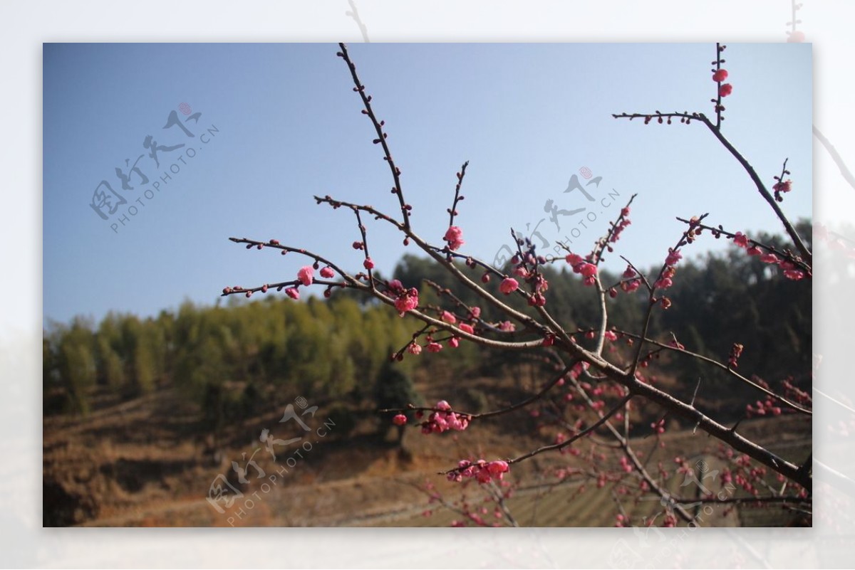 永安上平梅花图片