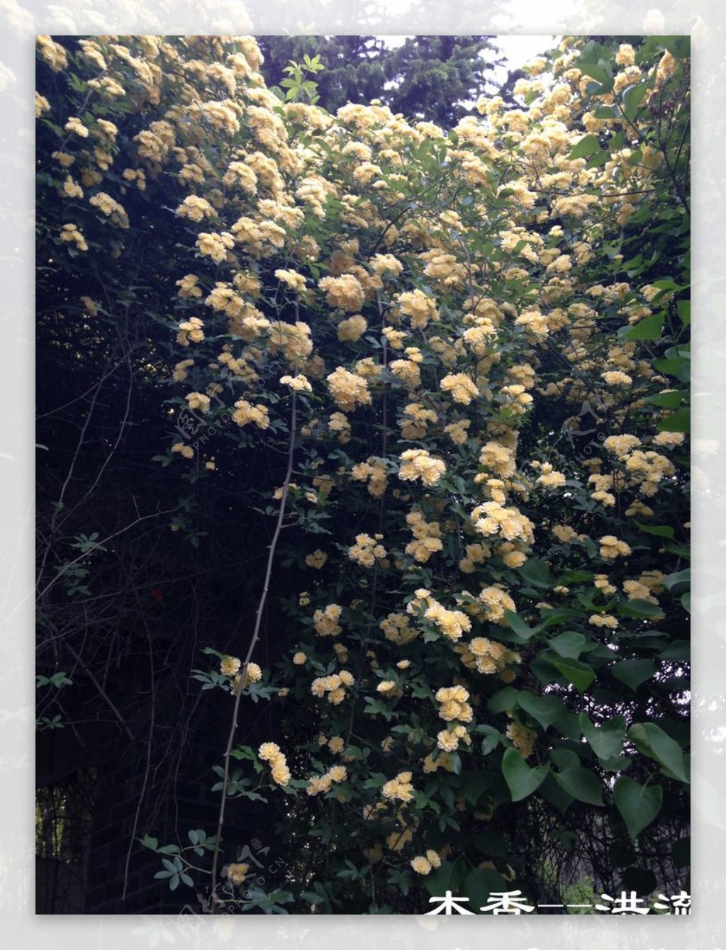 黄色木香花图片