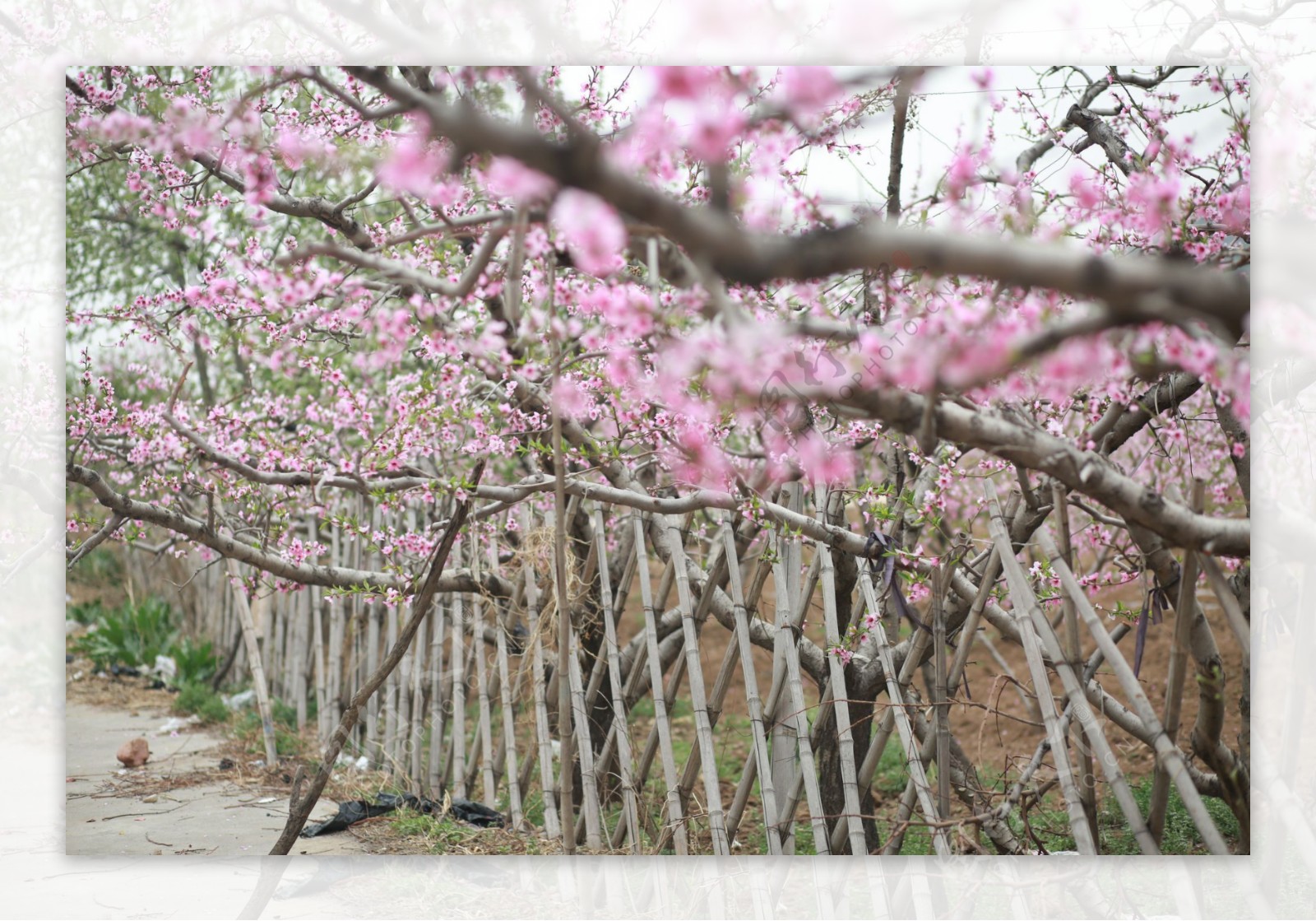 篱笆里的桃花图片