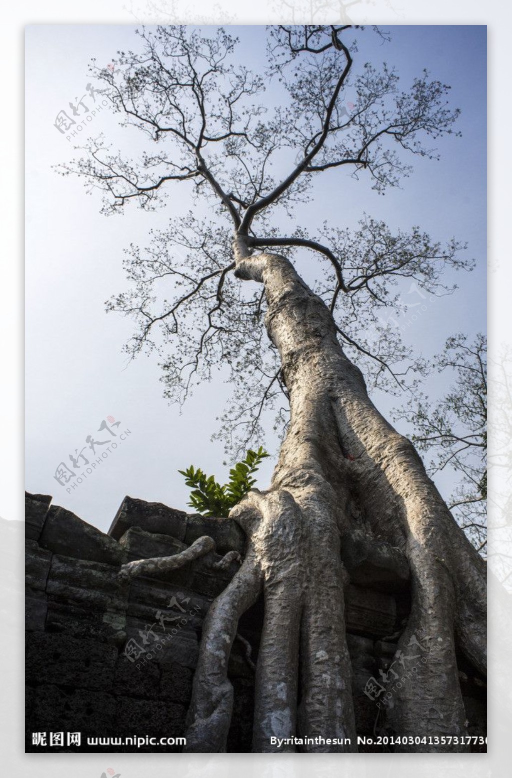 吴哥窟巨树图片