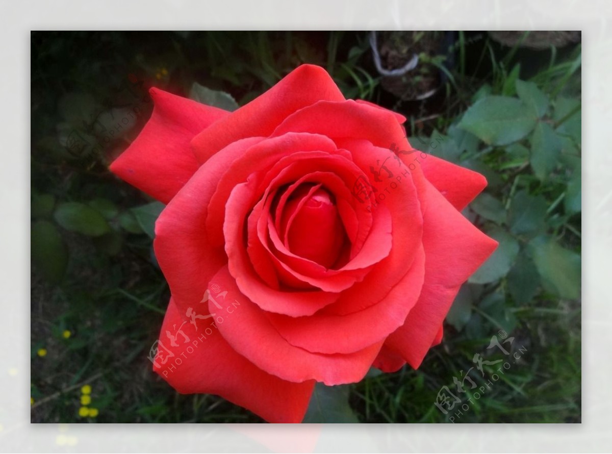 红玫瑰图片素材-编号23785791-图行天下