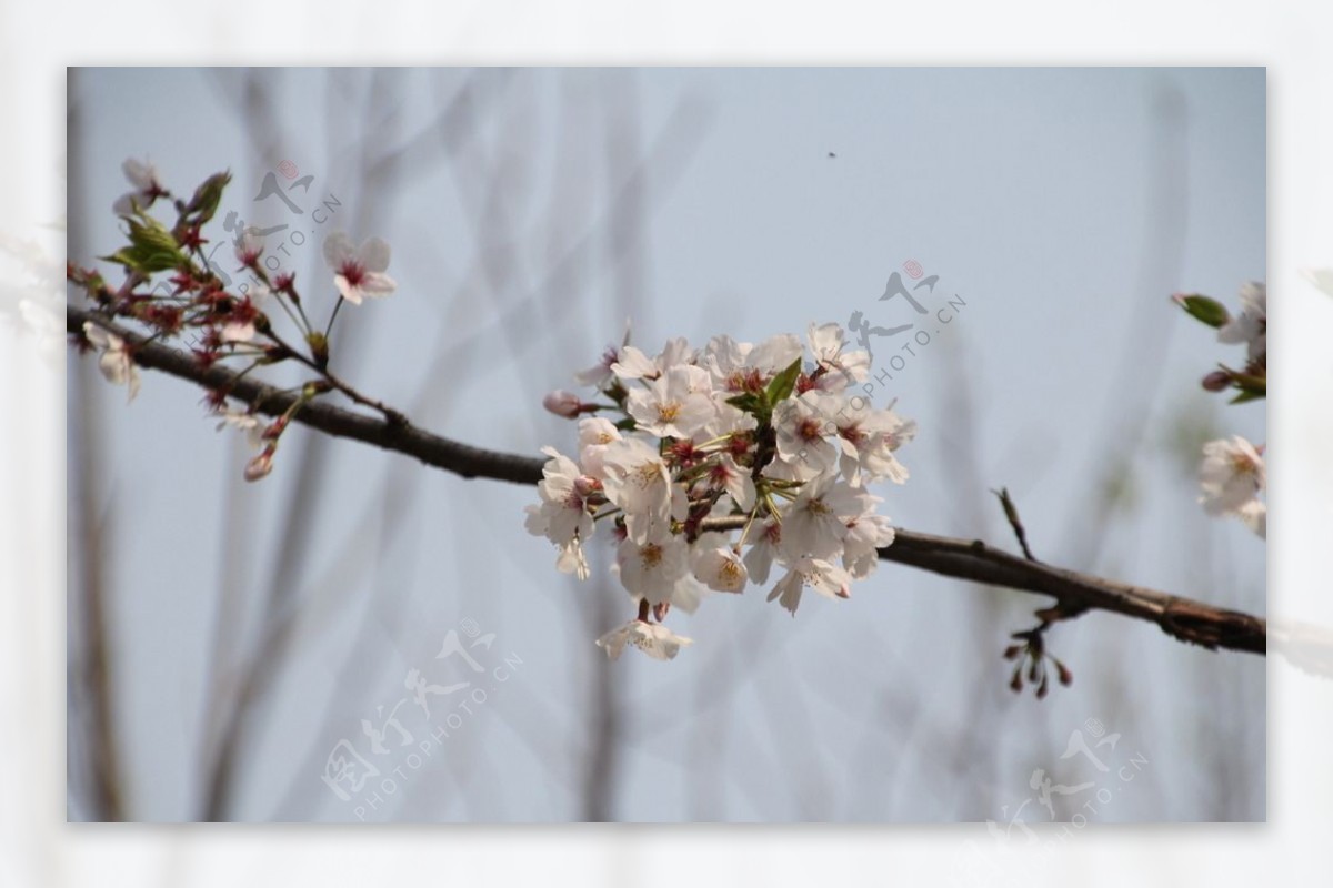 樱花图片