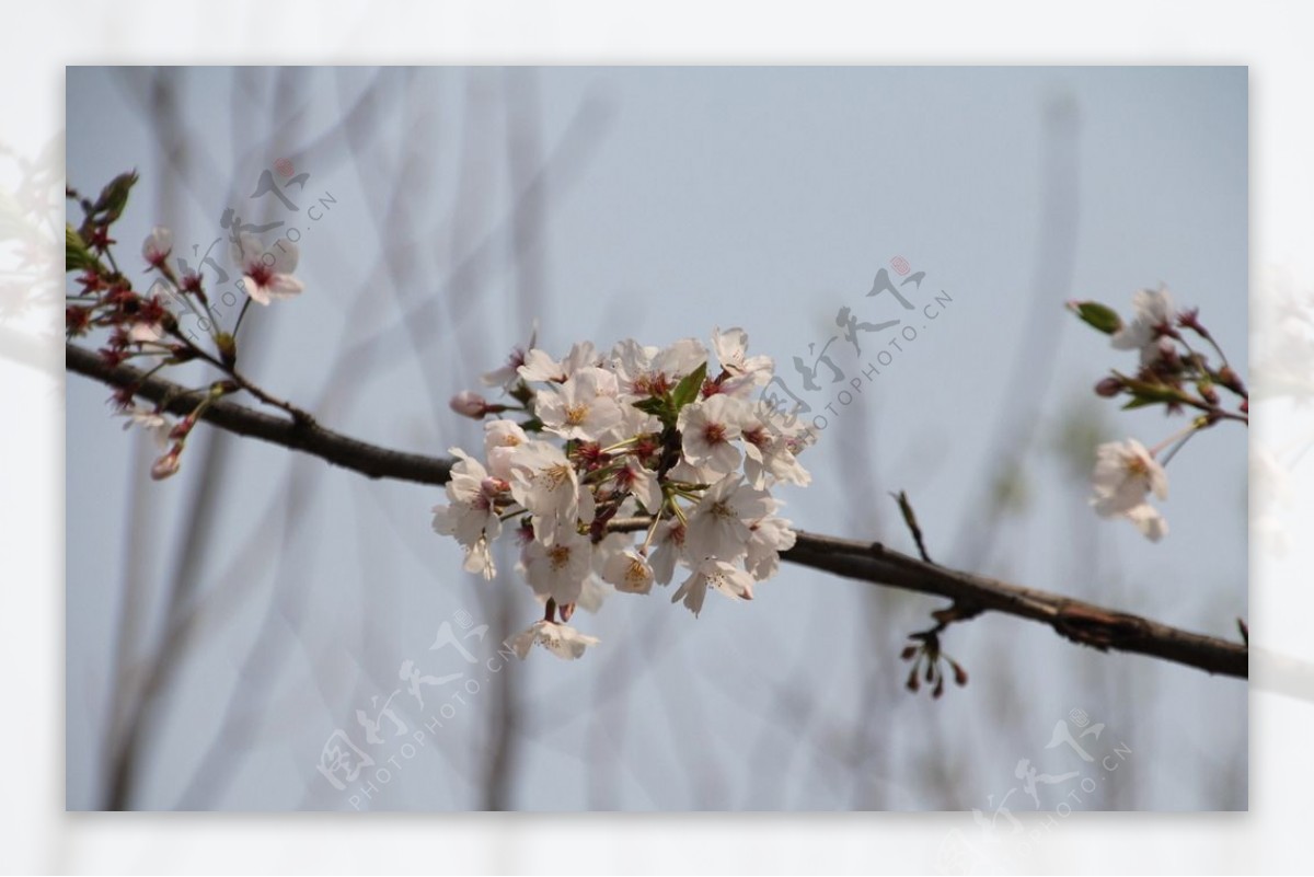 樱花图片