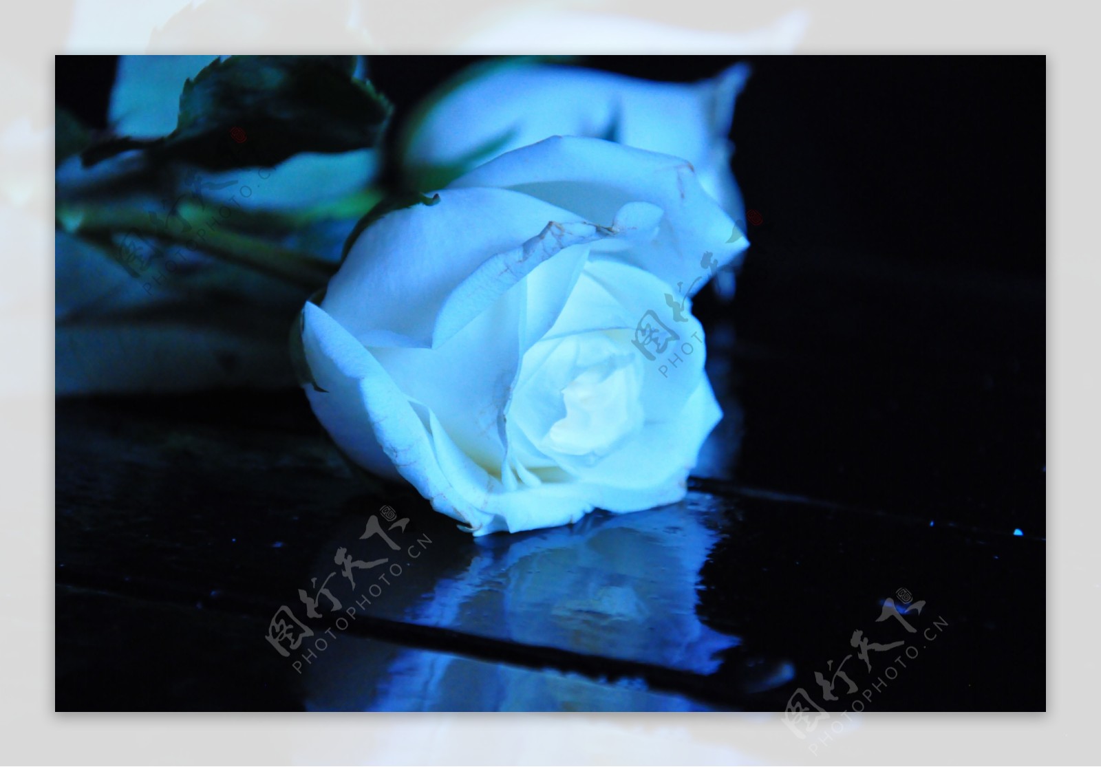 蓝白玫瑰图片