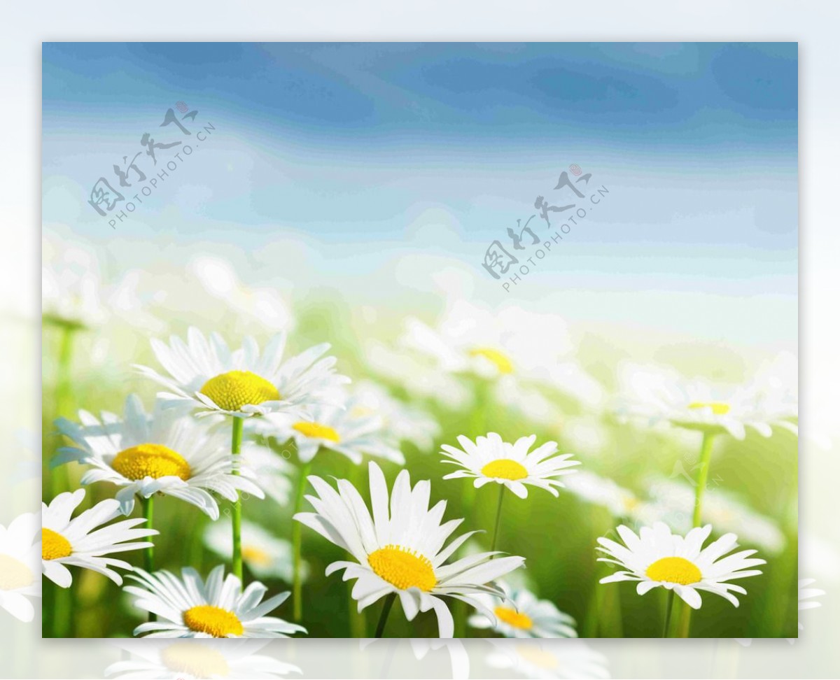 白色菊花高清图片