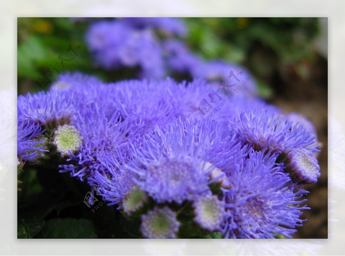 紫色花朵微距摄影图片