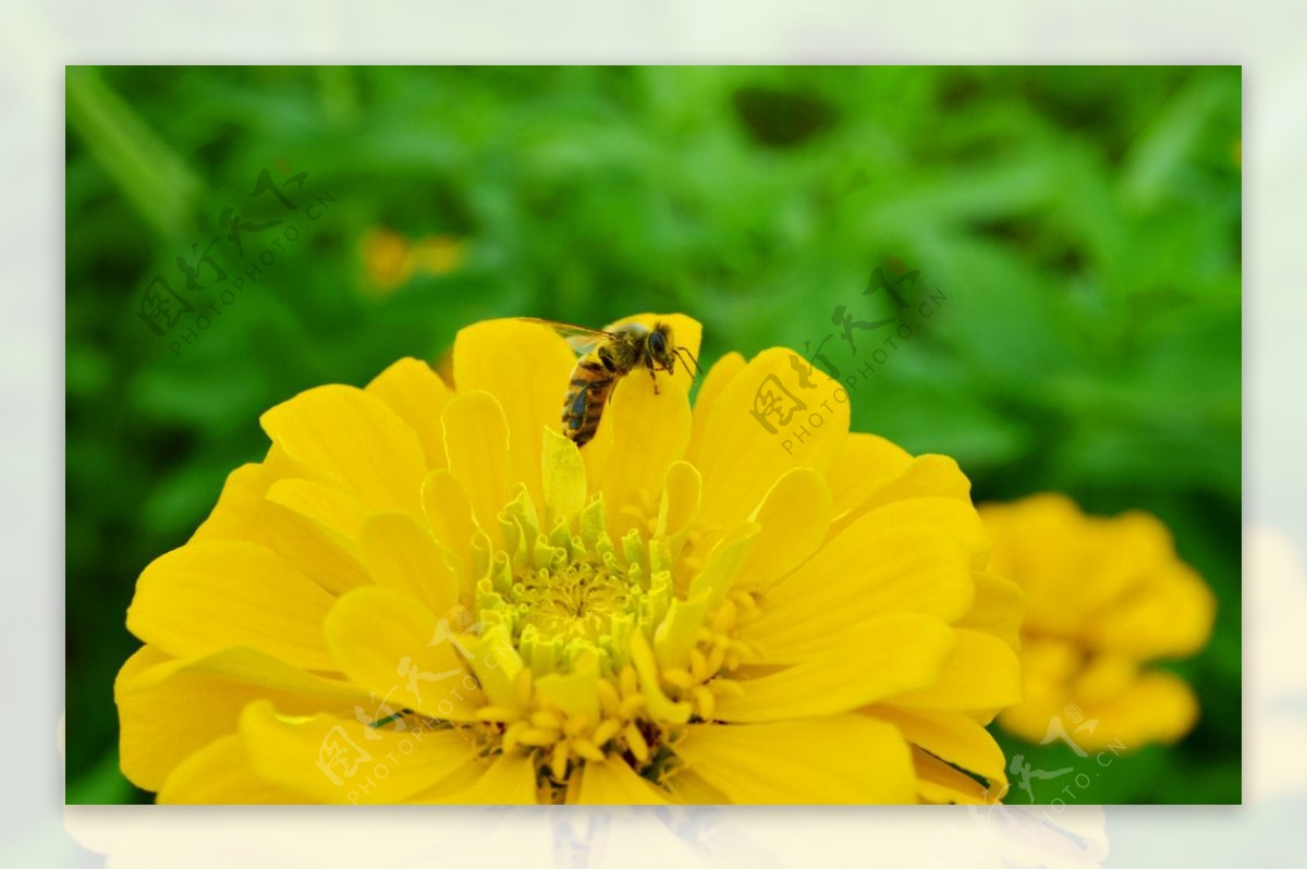 蜜蜂花图片