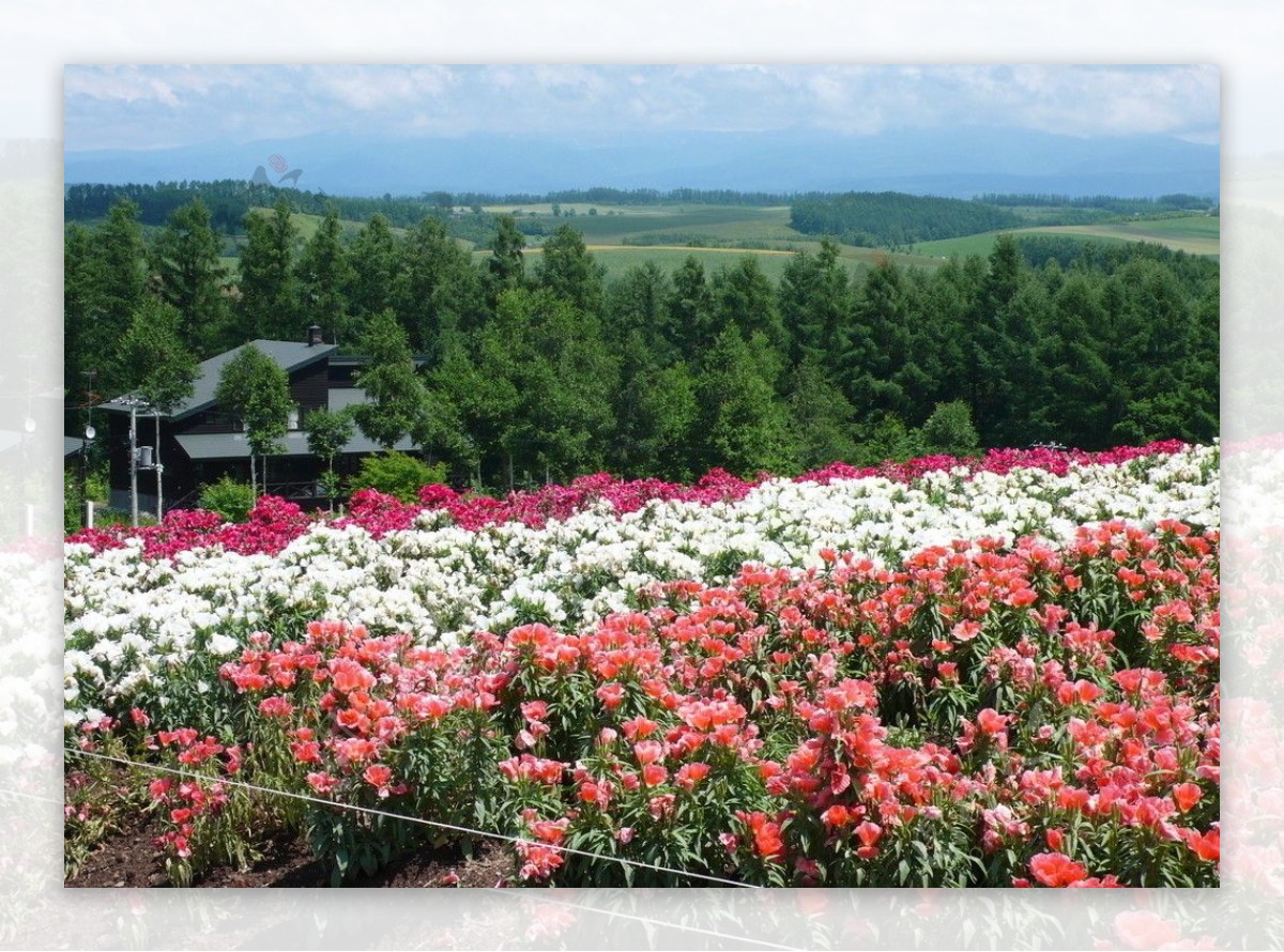 Hokkaido Flower Field HD สก์ท็อปวอลล์เปเปอร์: Widescreen: ความคมชัดสูง: เต็มหน้าจอ