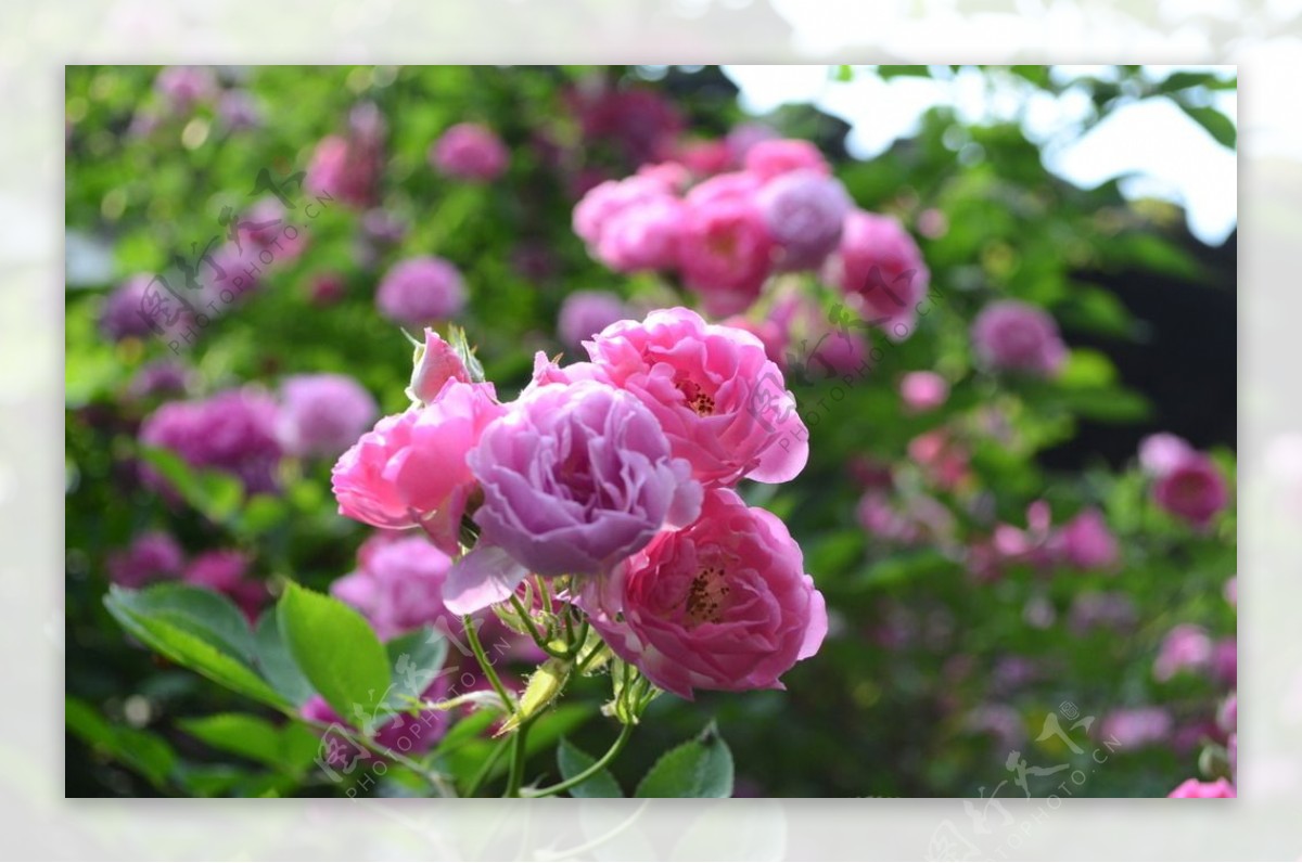 盛开的蔷薇花图片