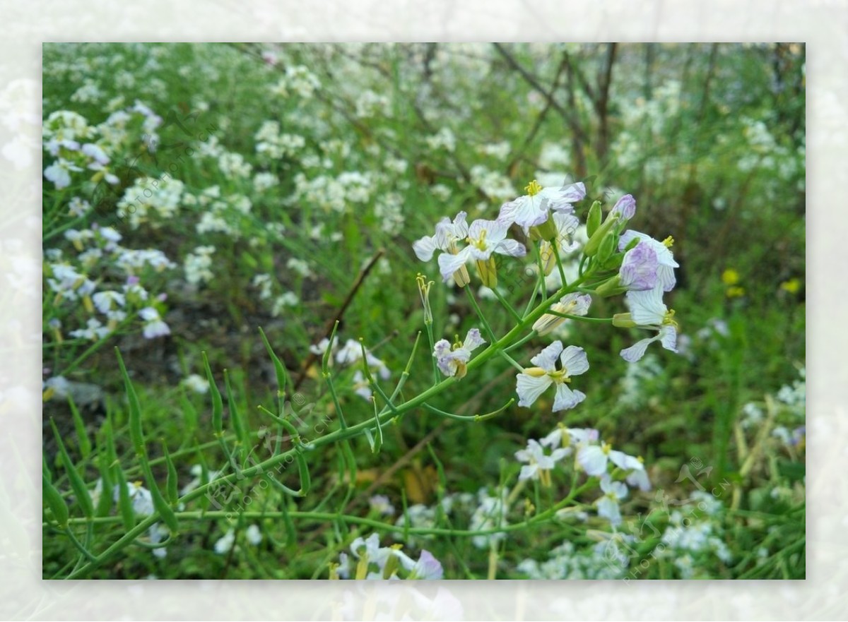 油菜花图片