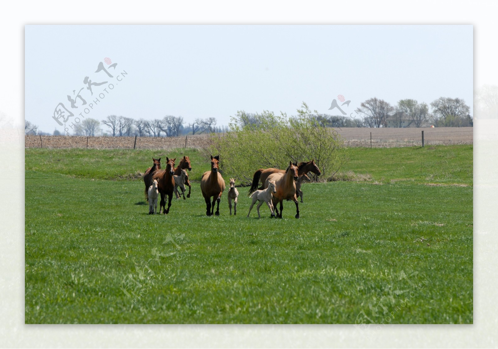 草原上的马儿图片