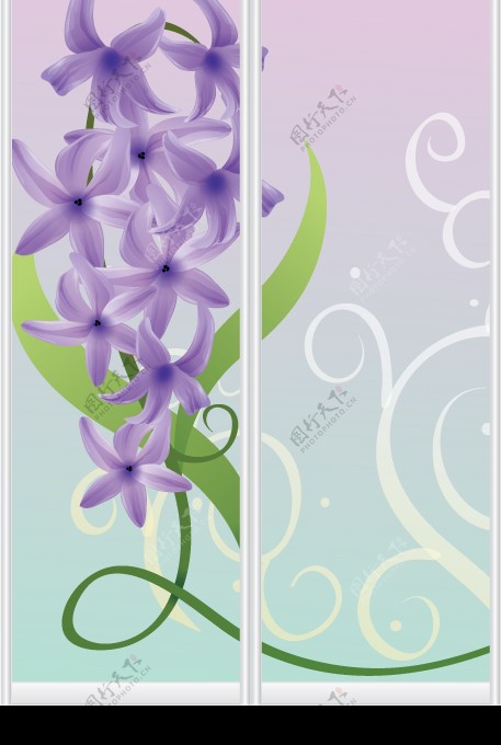 紫花吊藤图片