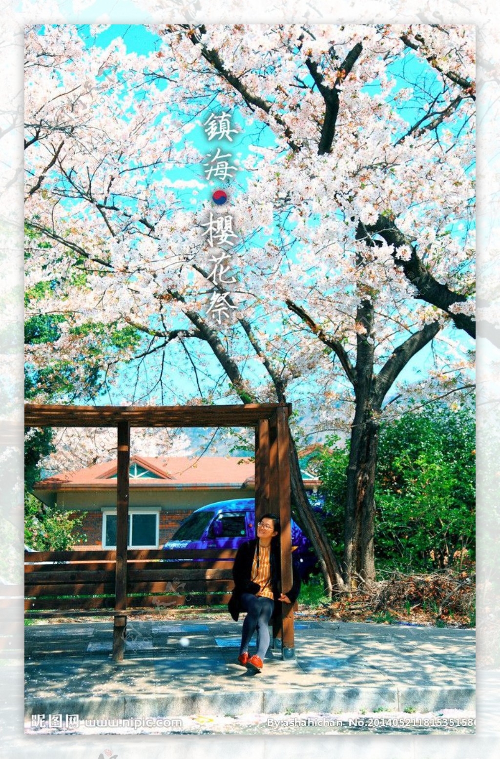 韩国樱花镇海图片