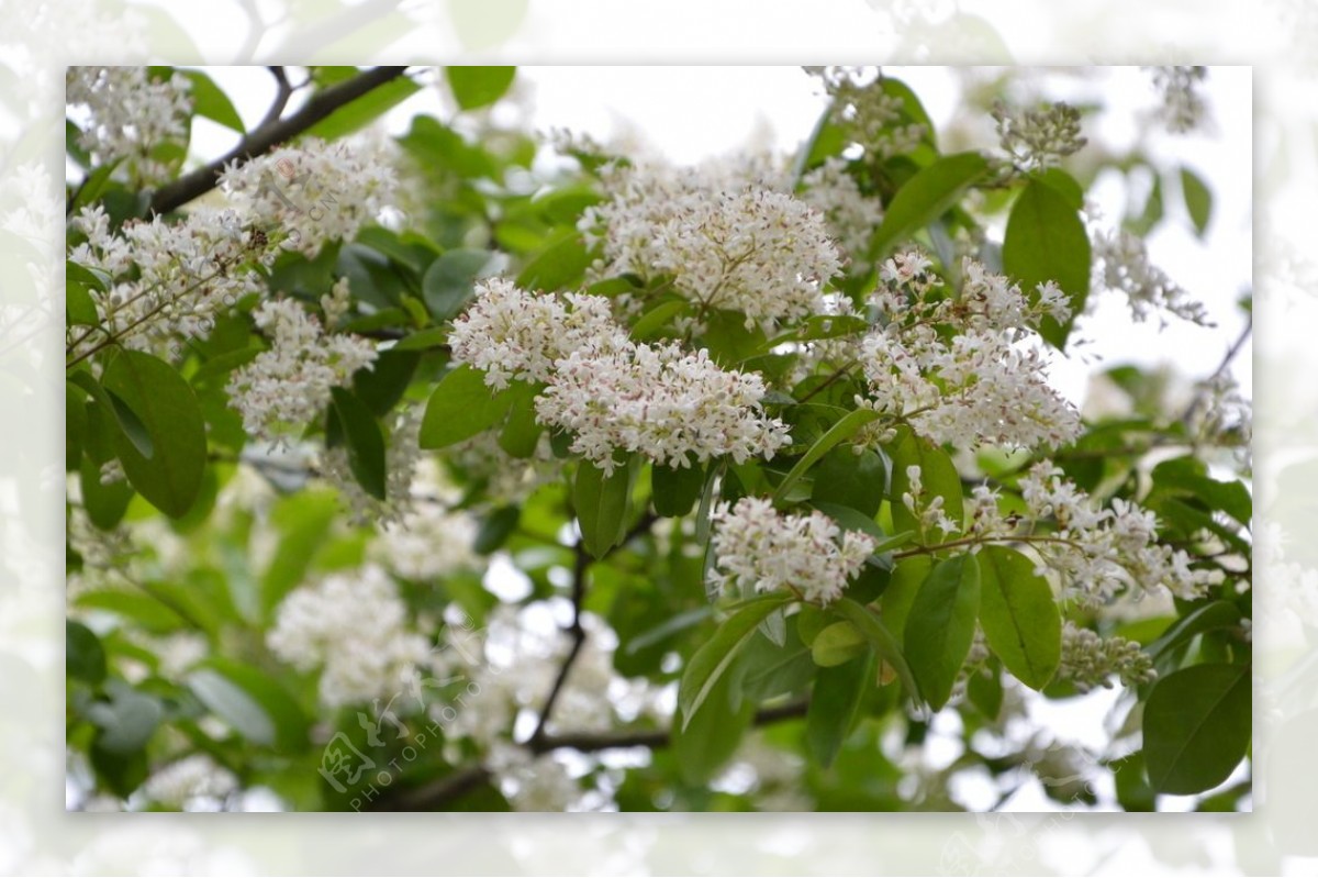 小白花图片