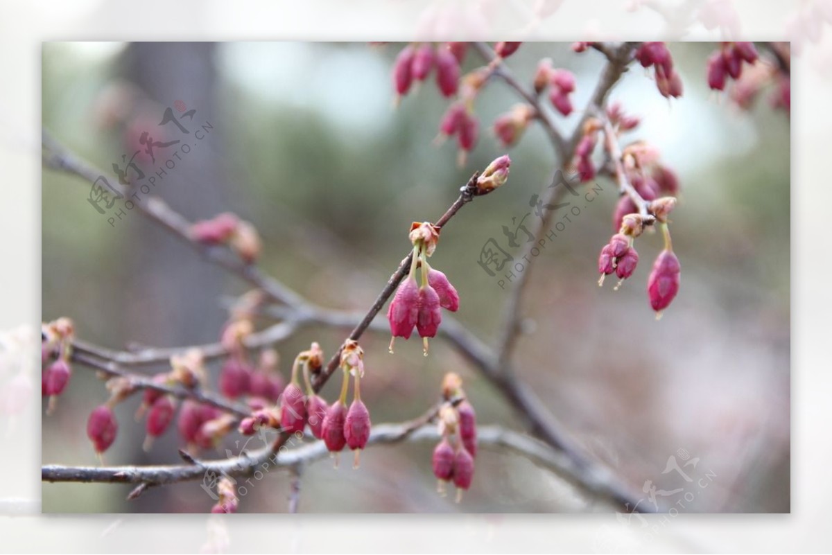 永福樱花图片