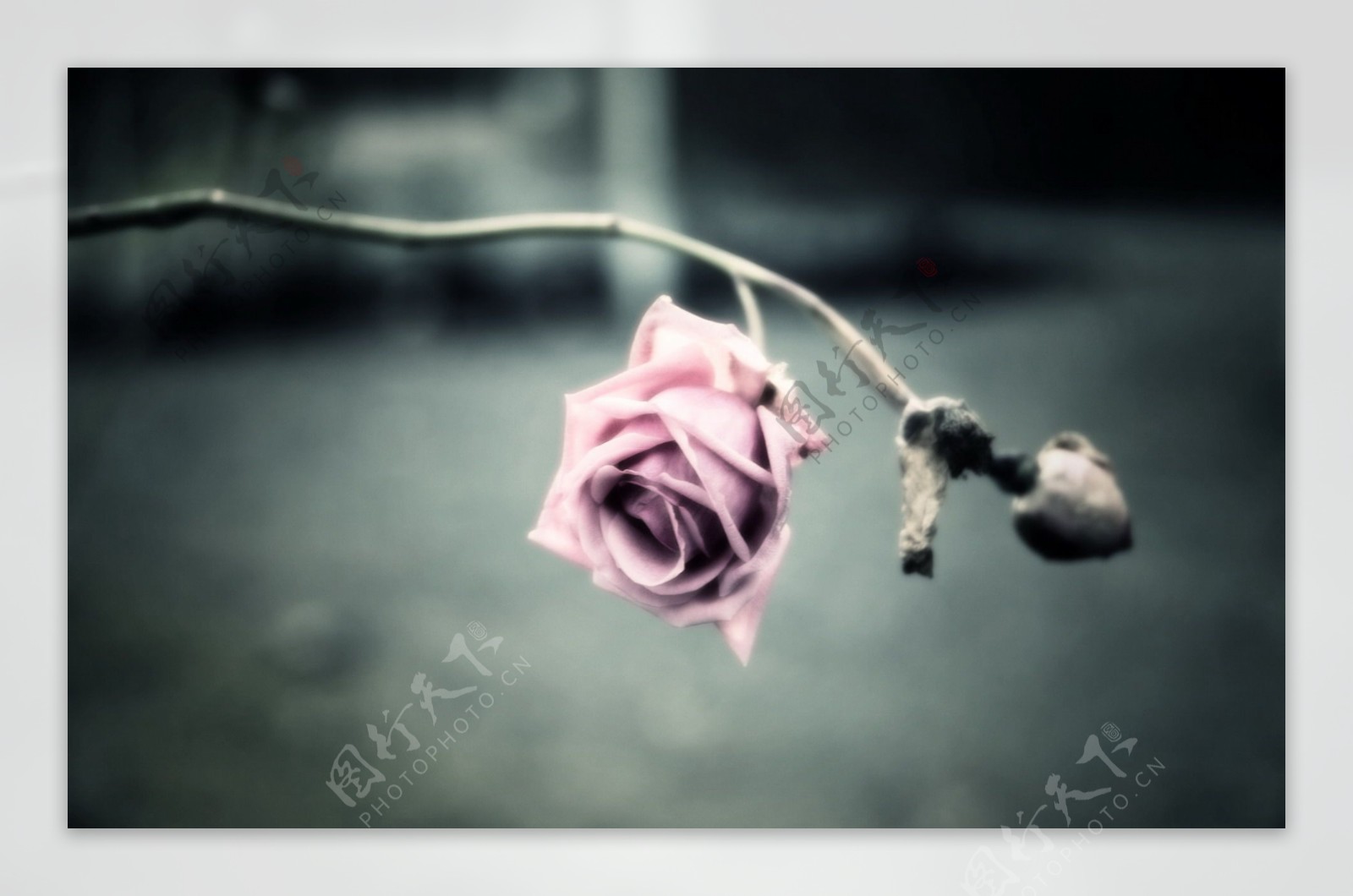 抱玫瑰花束的女生图片素材_免费下载_jpg图片格式_VRF高清图片500796749_摄图网