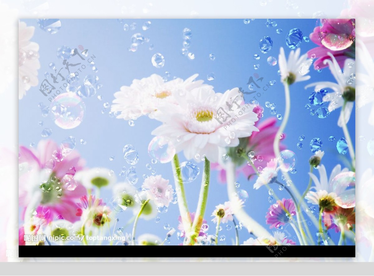 鲜花与水珠图片