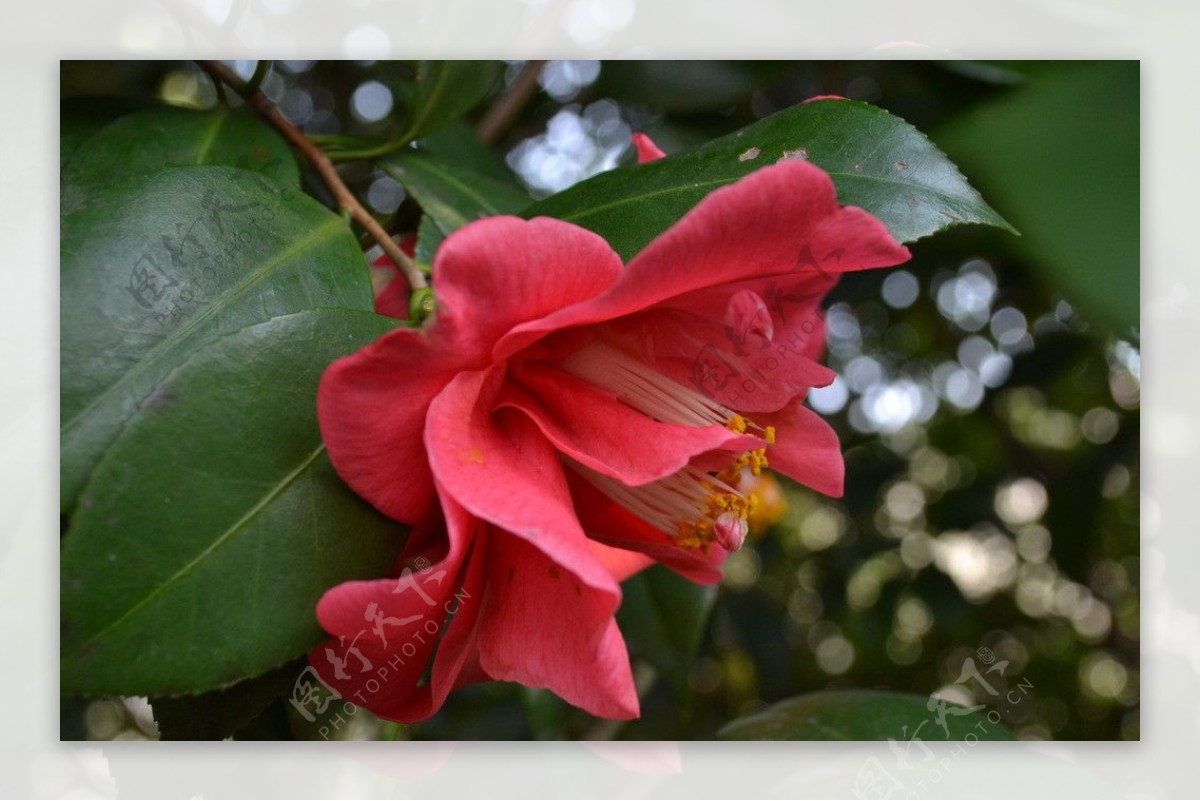 山茶花特写图片