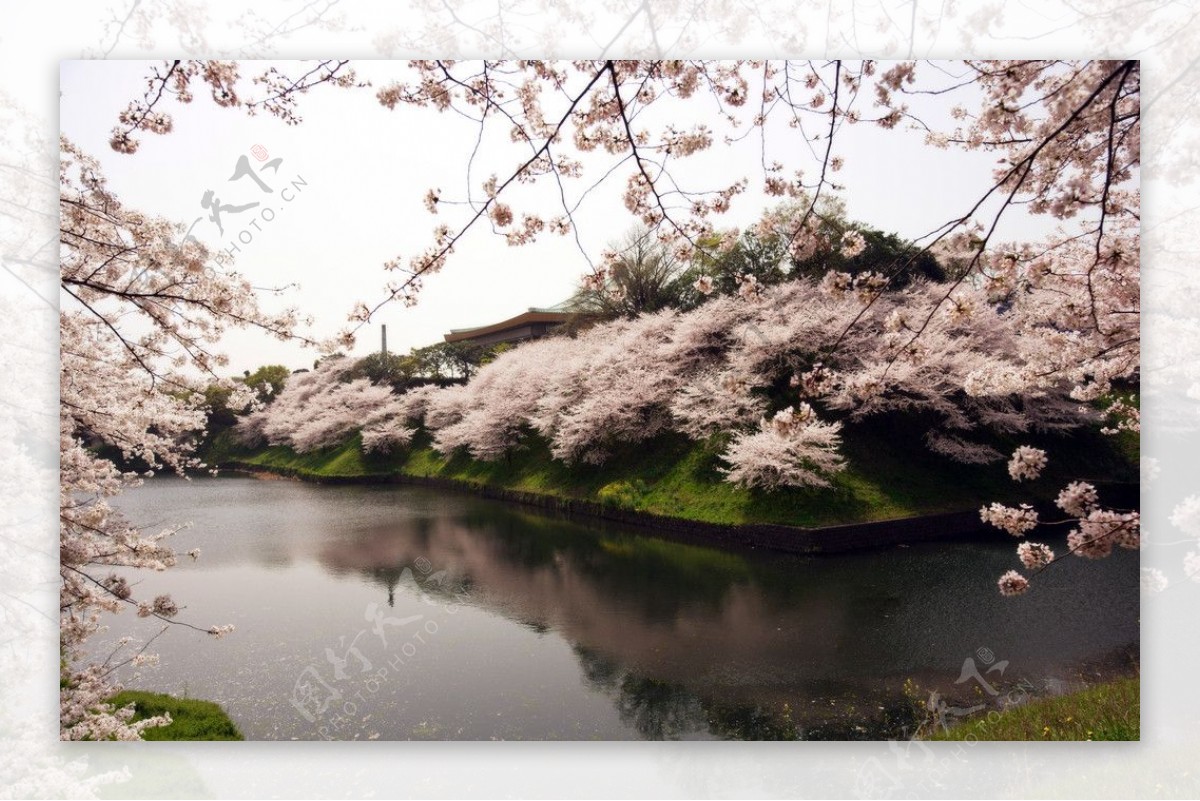 武道馆樱花图片